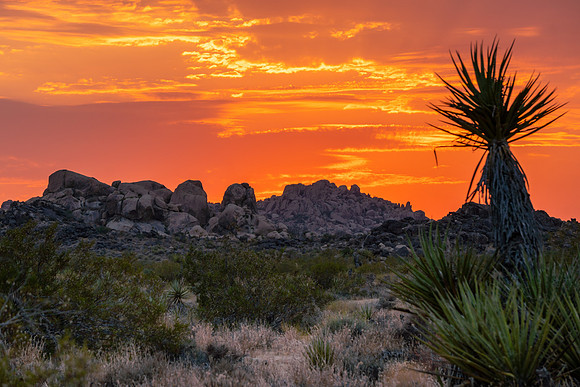 20200822-JAH08212: Yucca tree, Joshua Tree National Park, California.