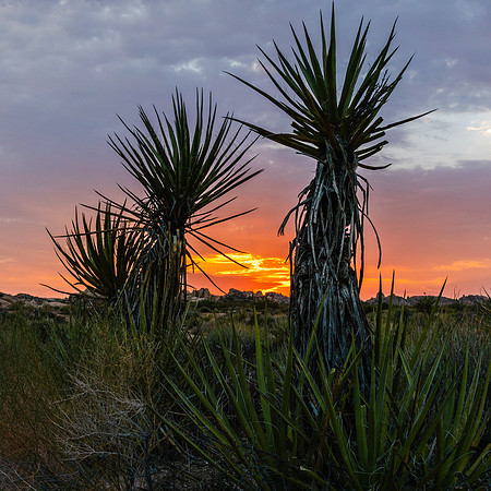 20200822-JAH08218: Yucca tree, Joshua Tree National Park, California.