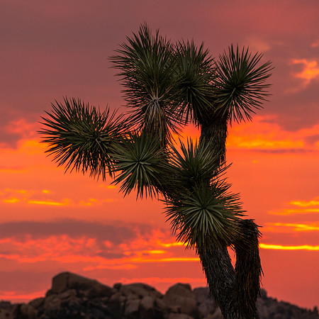 20200822-JAH08258: Yucca tree, Joshua Tree National Park, California.