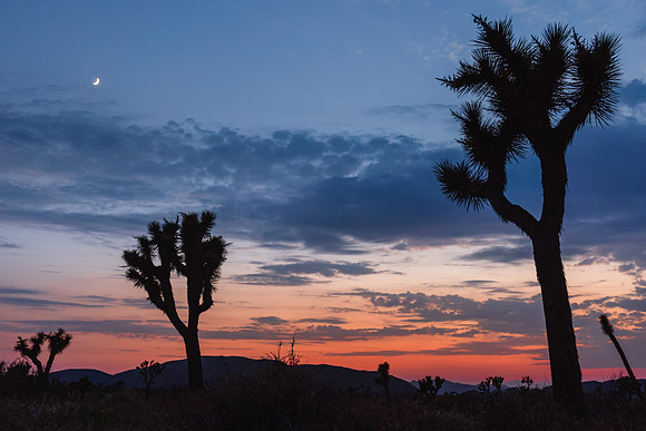 20200822-JAH08275: Yucca tree, Joshua Tree National Park, California.