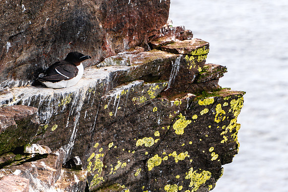 20240806-JJJ04157-razorbill