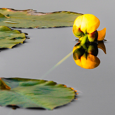 JAH09975-YellowPondLily