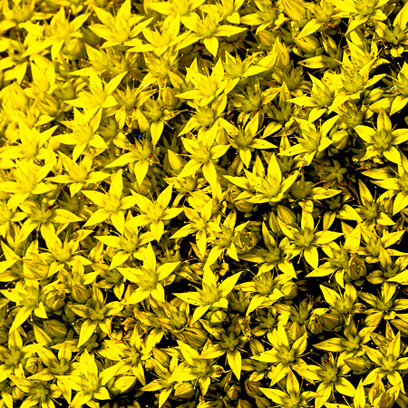 20240731-JAH02602-GoldMossStonecrop