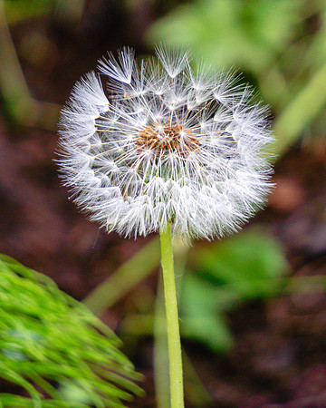 20240801-JAH02629-CottonGrass